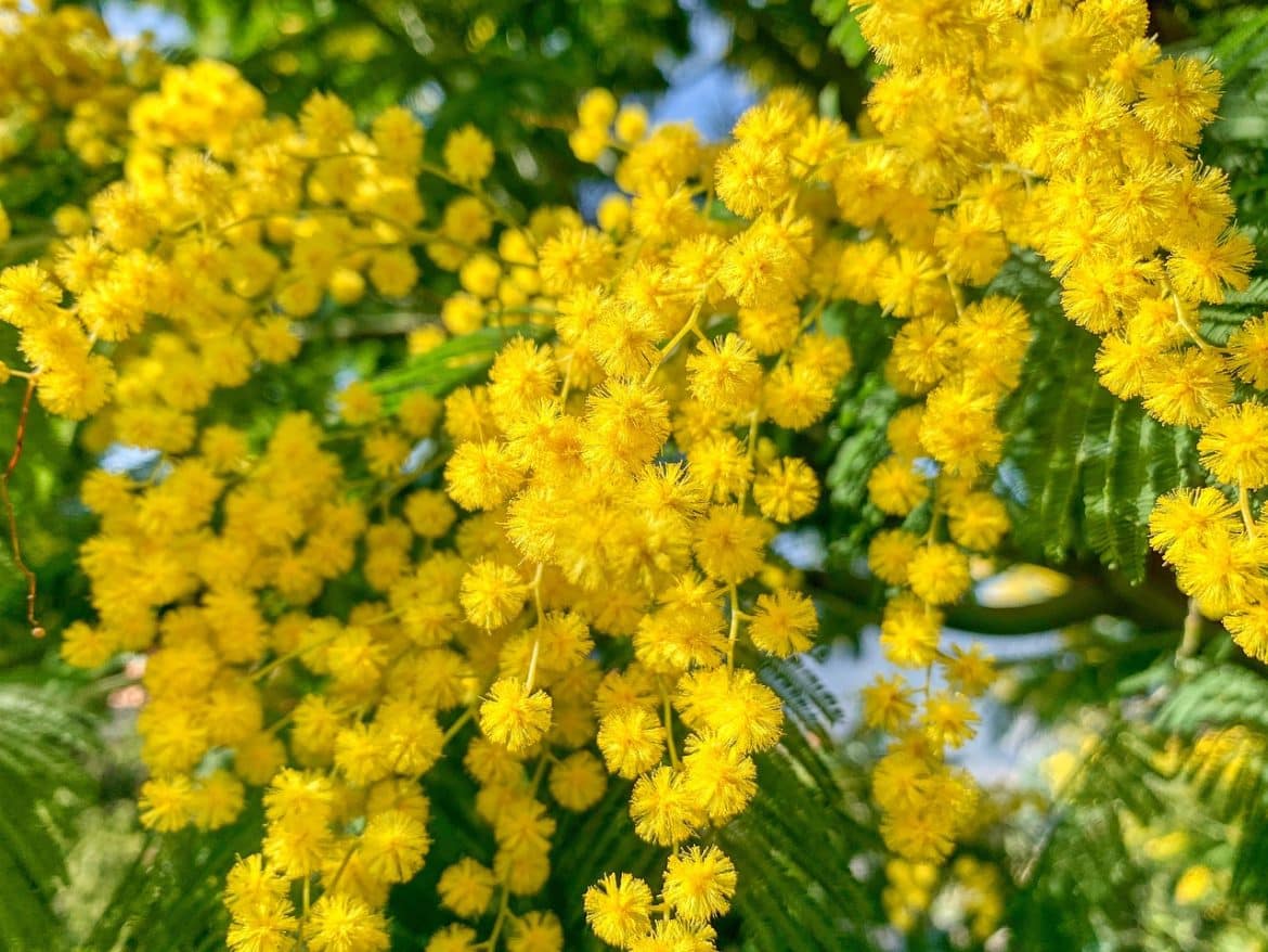 Fête du Mimosa